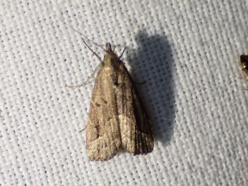 <i>Schrankia costaestrigalis</i>