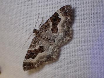 <i>Epirrhoe alternata</i>