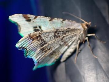 <i>Macaria alternata</i>