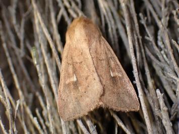 <i>Mythimna ferrago</i>