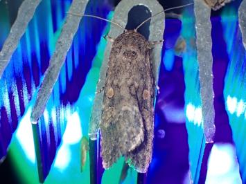 <i>Spodoptera exigua</i>