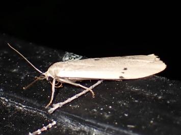 <i>Pelosia muscerda</i>