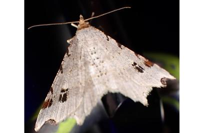 <i>Macaria alternata</i>