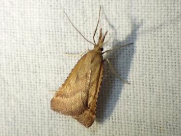 <i>Synaphe punctalis</i>