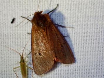 <i>Phragmatobia fuliginosa</i>
