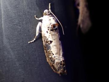 <i>Hedya salicella</i>