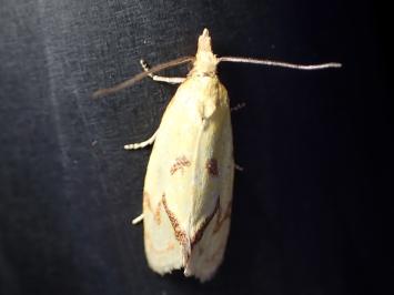 <i>Agapeta hamana</i>