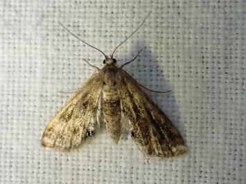<i>Cataclysta lemnata</i>