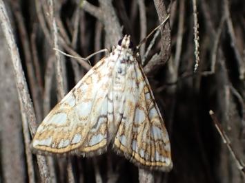 <i>Elophila nymphaeata</i>