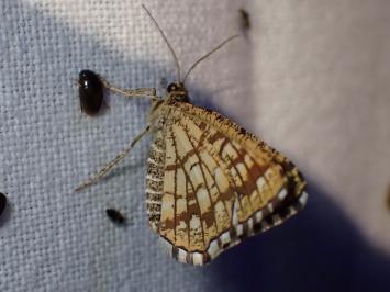 <i>Chiasmia clathrata</i>