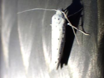 <i>Yponomeuta</i>