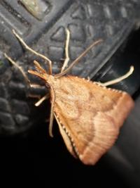 <i>Synaphe punctalis</i>