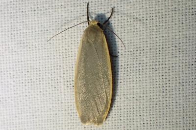 Collita griseola