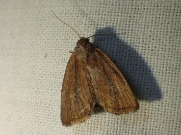 <i>Coenobia rufa</i>