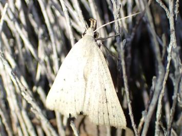 <i>Macrochilo cribrumalis</i>