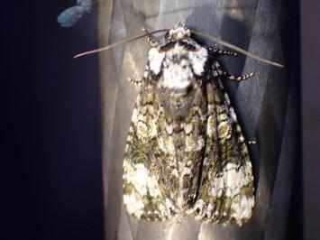 <i>Craniophora ligustri</i>