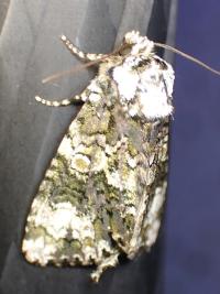 <i>Craniophora ligustri</i>