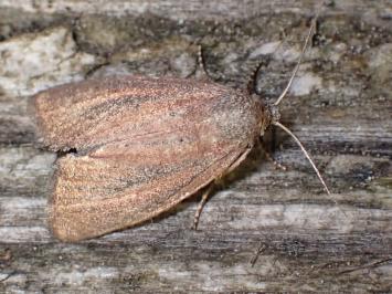 <i>Coenobia rufa</i>
