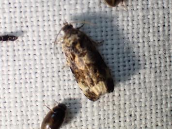 <i>Endothenia</i>