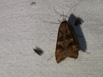 <i>Nomophila noctuella</i>