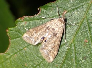 <i>Cataclysta lemnata</i>