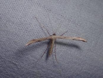 <i>Emmelina argoteles/monodactyla</i>