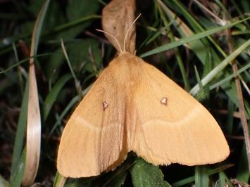 <i>Lasiocampa quercus</i>