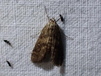 <i>Parapoynx stratiotata</i>