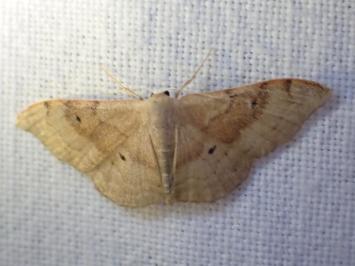 <i>Idaea degeneraria</i>