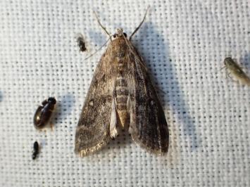 <i>Parapoynx stratiotata</i>