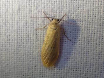 <i>Wittia sororcula</i>