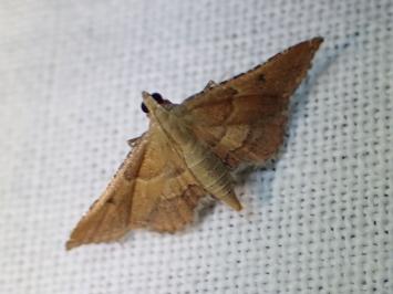 <i>Endotricha flammealis</i>