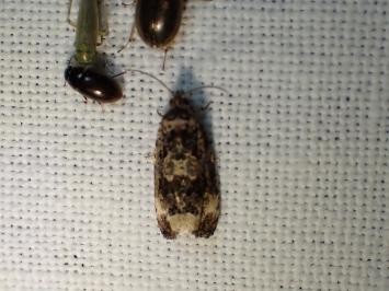 <i>Endothenia</i>