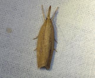 <i>Chilo phragmitellus</i>