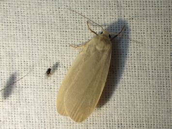 <i>Collita griseola</i>