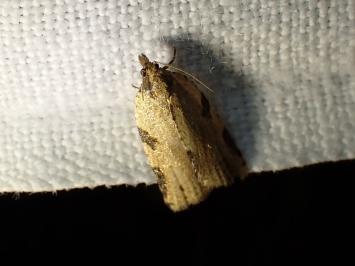 <i>Clepsis spectrana</i>