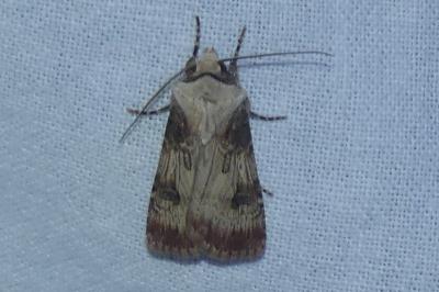 <i>Agrotis puta</i>