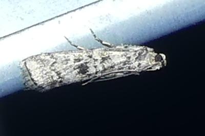 <i>Dioryctria</i>