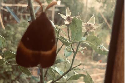 <i>Lasiocampa quercus</i>