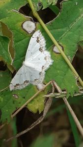 <i>Scopula ornata</i>