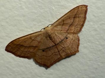 <i>Scopula imitaria</i>