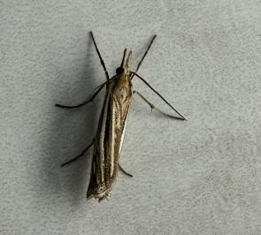 <i>Ancylolomia tentaculella</i>