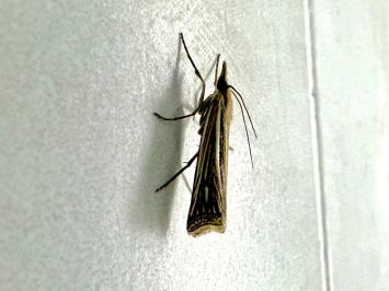 <i>Ancylolomia tentaculella</i>
