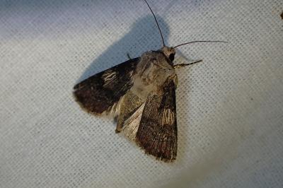 <i>Agrotis puta</i>