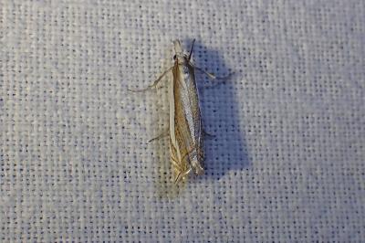 <i>Crambus pascuella</i>