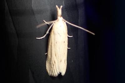 <i>Ematheudes punctella</i>