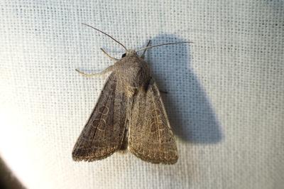 <i>Hoplodrina ambigua</i>