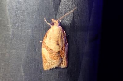 <i>Clepsis consimilana</i>