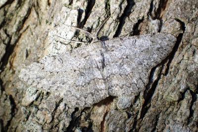 <i>Hypomecis punctinalis</i>