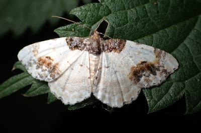 <i>Ligdia adustata</i>